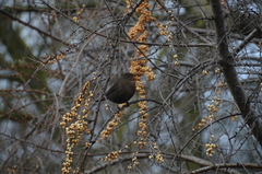 Turdus merula