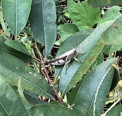 Diabolocatantops pinguis