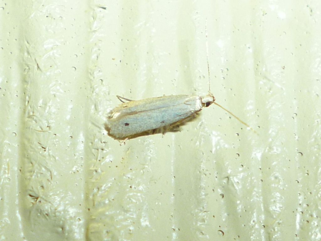 Ptycerata