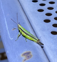 Gesonula punctifrons