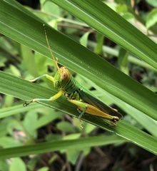 Hieroglyphus annulicornis