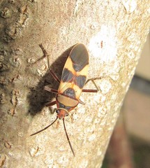Oncopeltus unifasciatellus