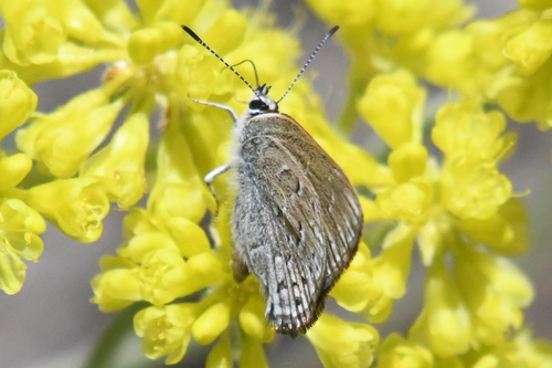 Behr's Hairstreak photo 3