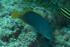 Cephalopholis cyanostigma