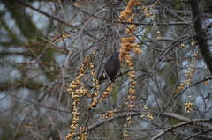 Turdus merula