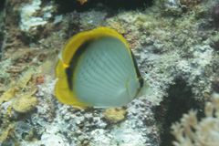 Chaetodon selene