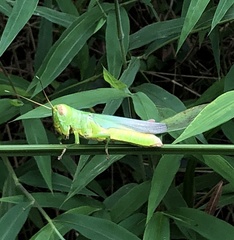 Hieroglyphus tonkinensis