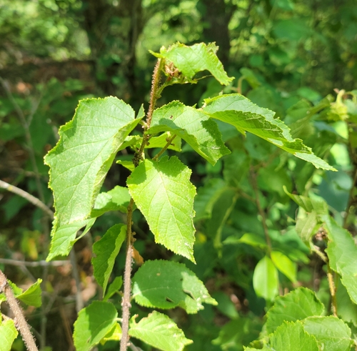 American hazelnut