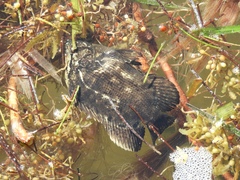 Lobotes surinamensis