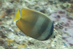 Chaetodon kleinii