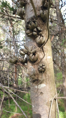 Callitris preissii, photograph 1