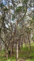 Rosalie Lawrence, CC BY, iNaturalist via GBIF Callitris preissii, photograph Rosalie Lawrence, CC BY, iNaturalist via GBIF