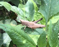 Phlaeoba antennata