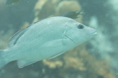 Lutjanus lemniscatus