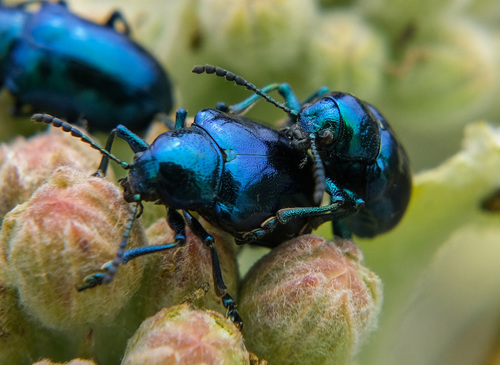 Cobalt Milkweed Beetle