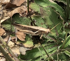 Stenocatantops mistshenkoi