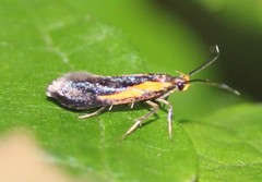 Mathildana newmanella