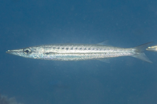 Yellowtail Barracuda (Sphyraena flavicauda) · iNaturalist