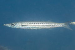 Sphyraena flavicauda