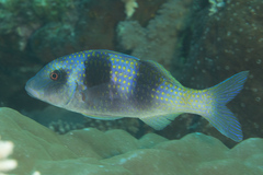 Parupeneus crassilabris