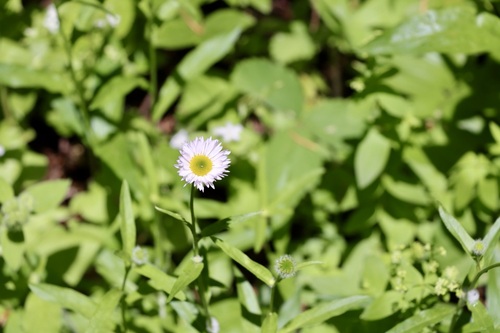 Image of Erigeron aliceae by (c) Judi Sanders, some rights reserved (CC BY)