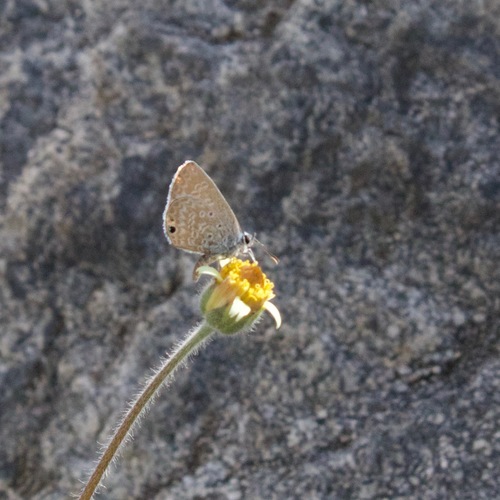 Photo of Ceraunus Blue (Hemiargus ceraunus)
