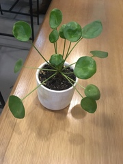 Pilea peperomioides