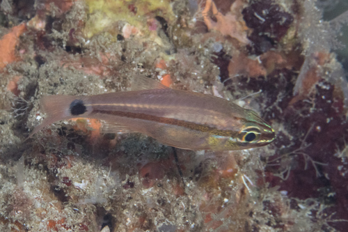 Fransseda's cardinalfish (Ostorhinchus franssedai) — Apogonidae — 2
