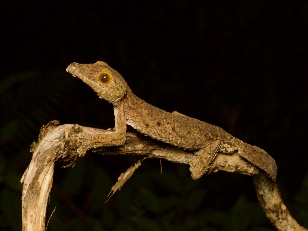 Henkel's Flat-Tail Gecko
