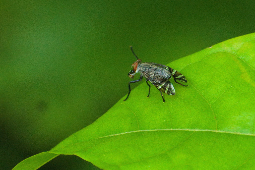 Euprosopia impingens