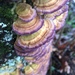Violet-toothed Polypore - Photo (c) Daniel Folds, some rights reserved (CC BY-NC), uploaded by Daniel Folds