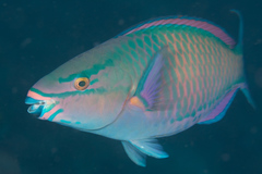 Tricolour Parrotfish photo 2