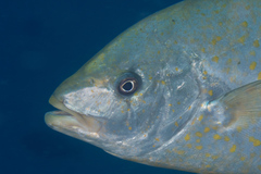 Flavocaranx bajad
