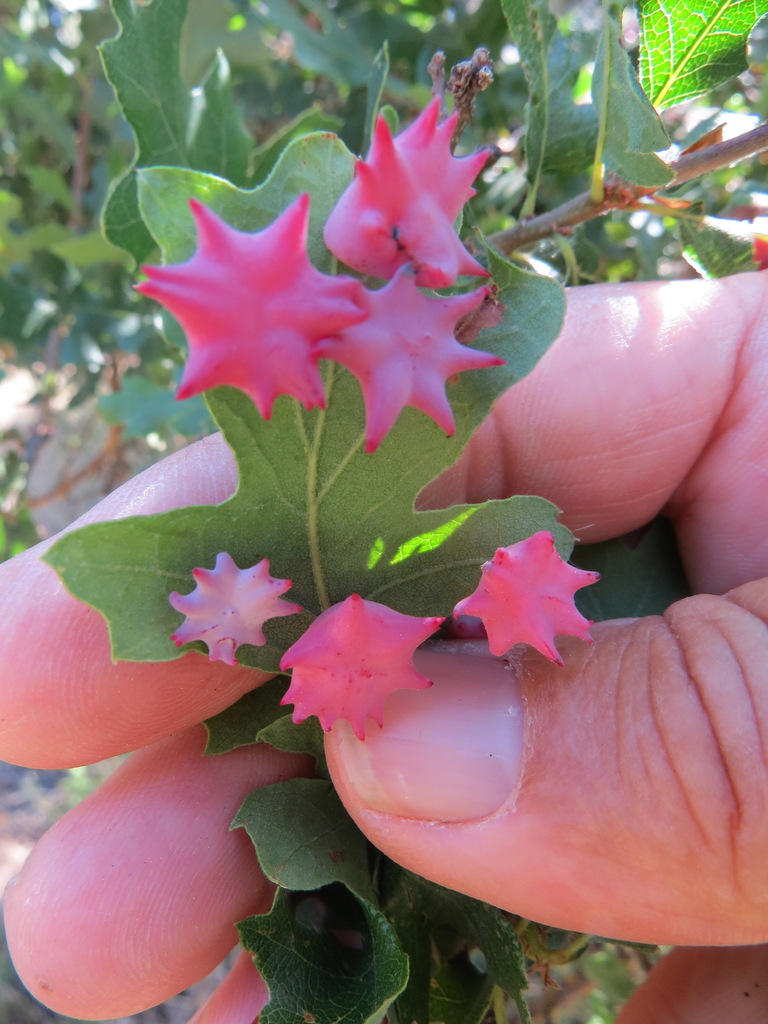 Spined Turban Gall Wasp