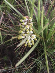 Xysmalobium involucratum
