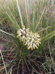 Xysmalobium involucratum