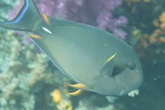 Acanthurus leucocheilus
