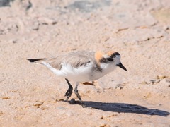 Charadrius alticola