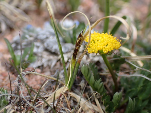 Carex rupestris iNat (1)
