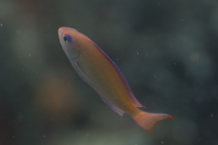 Pseudanthias hypselosoma