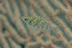 Cirrhitichthys aprinus