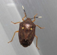 Serdia calligera