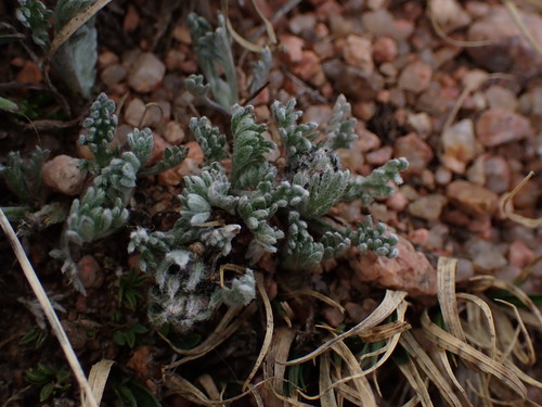 Image of Alpine Sagebrush (Artemisia scopulorum) by (c) Jared Shorma, some rights reserved (CC BY)
