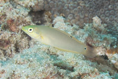 Halichoeres solorensis