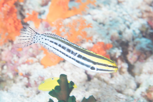 Black-banded blenny (Meiacanthus grammistes) — Blenniidae — 4