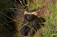 Galictis cuja