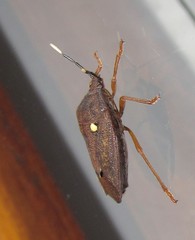 Serdia calligera