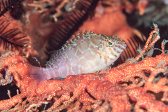 Cirrhitichthys aprinus