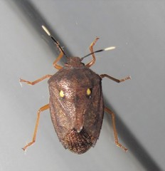 Serdia calligera