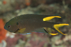 Regal Demoiselle photo 1